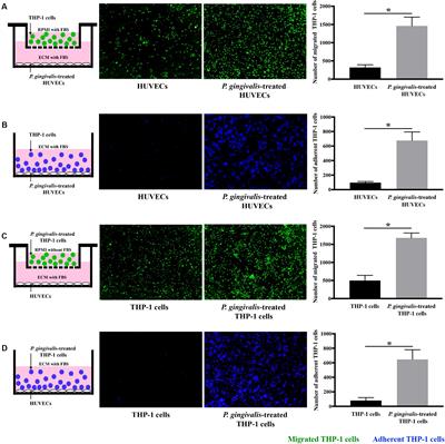 LOX-1 Regulates P. gingivalis-Induced Monocyte Migration and Adhesion to Human Umbilical Vein Endothelial Cells